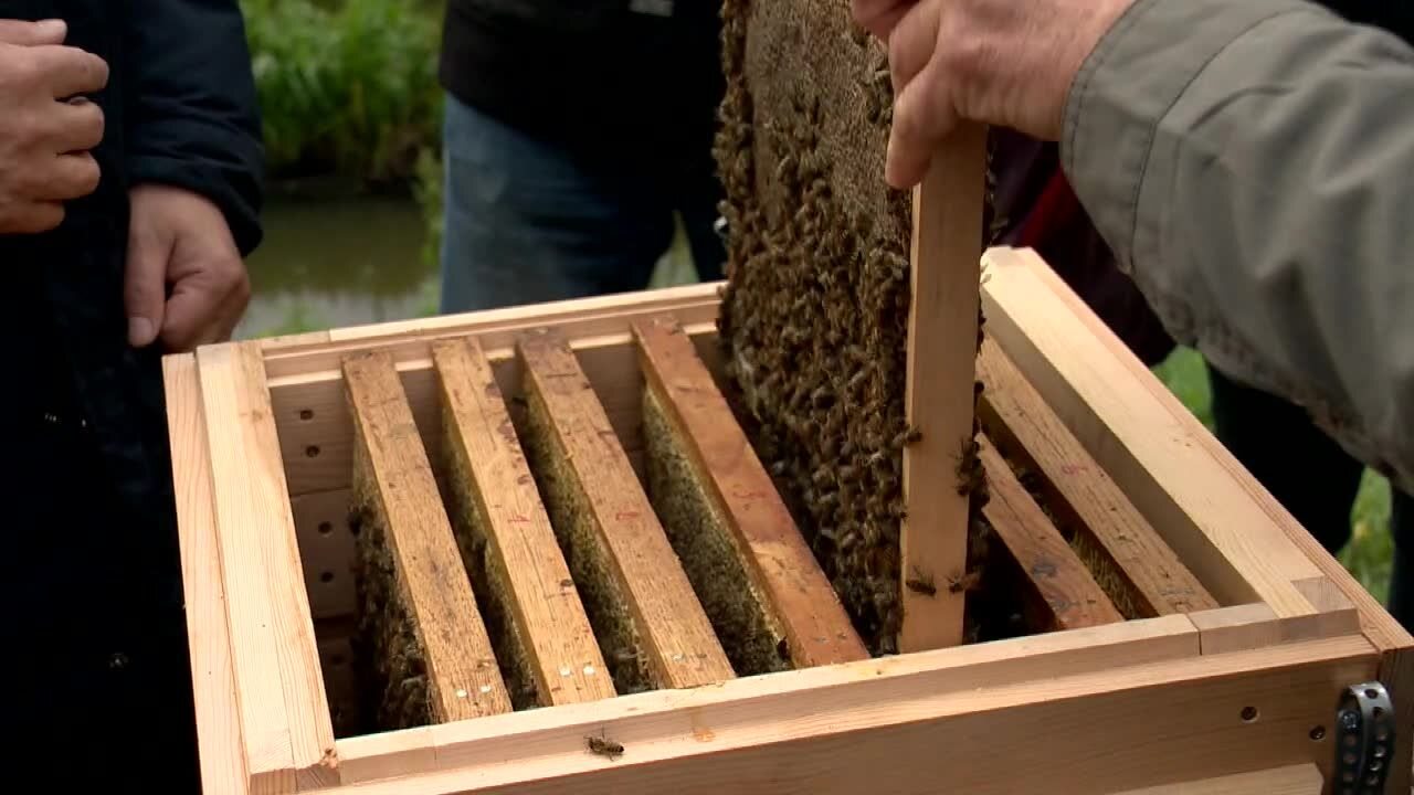 35,000 bees in the middle of the city.  An urban apiary was established in Białystok