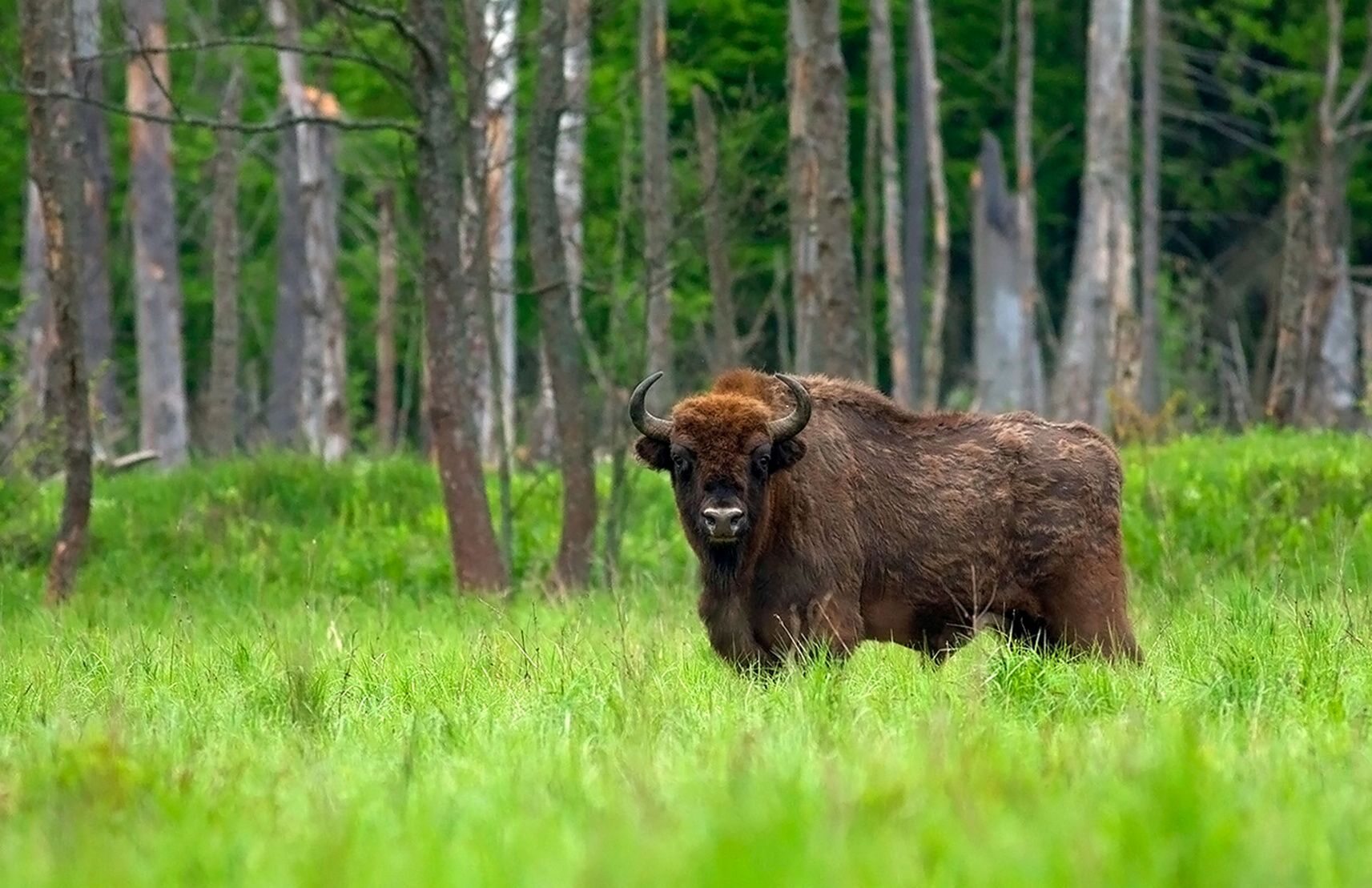 A bison with a severed head found in Dąbrówno near Słupsk.  The police are looking for the perpetrators