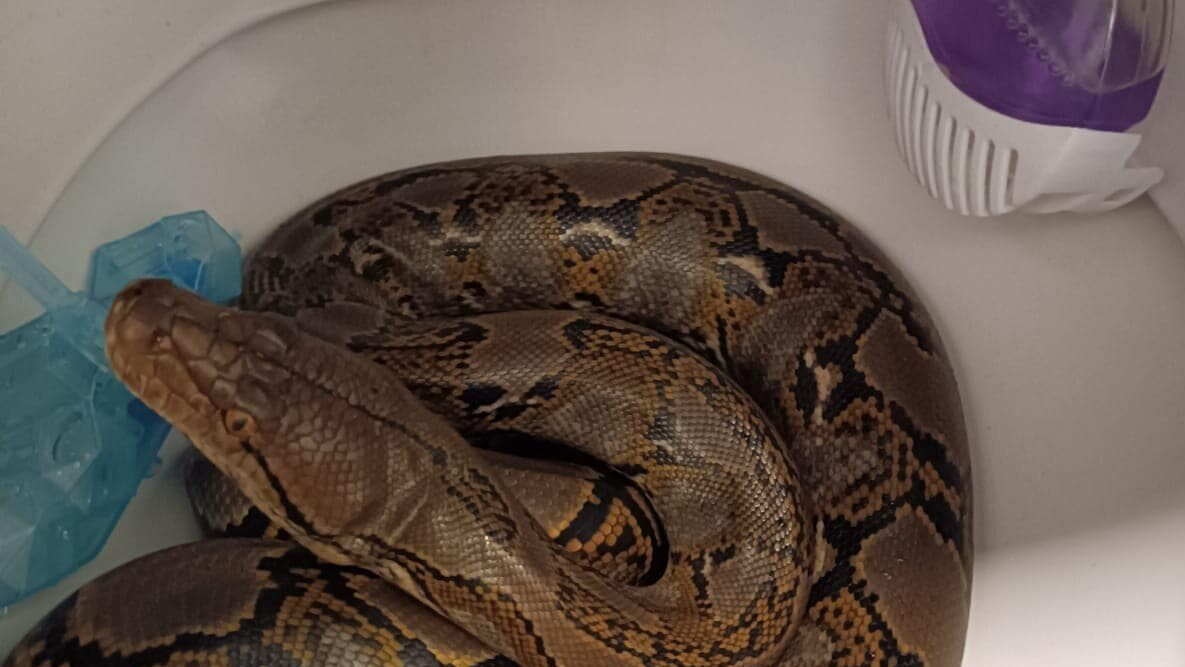 A resident of Chorzów discovered a 2.5-meter python in her toilet.  It belonged to a neighbor