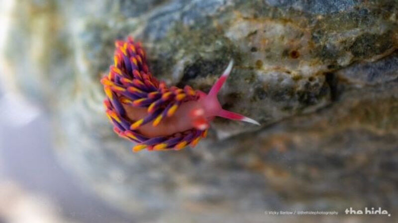 An extraordinary discovery in a natural pool.  She found and photographed a rainbow snail