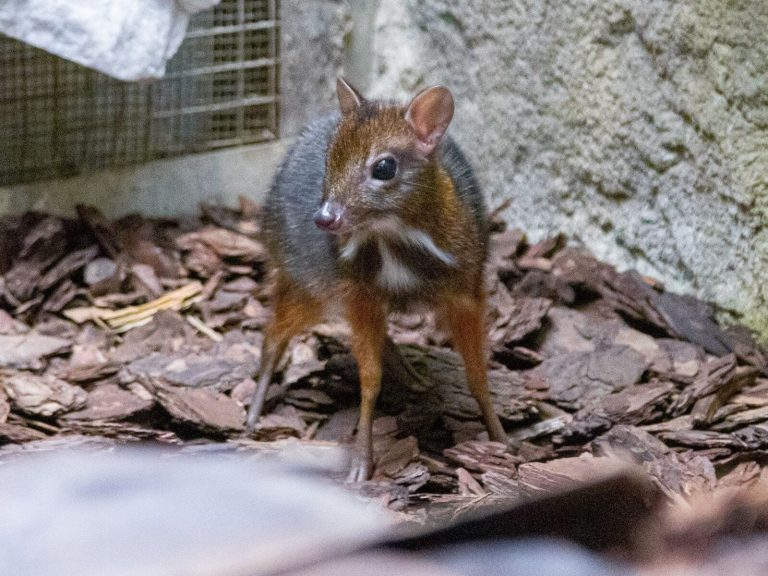 Another Javan chevrolet in the Warsaw zoo.  “Mouse Deer Babyboom”