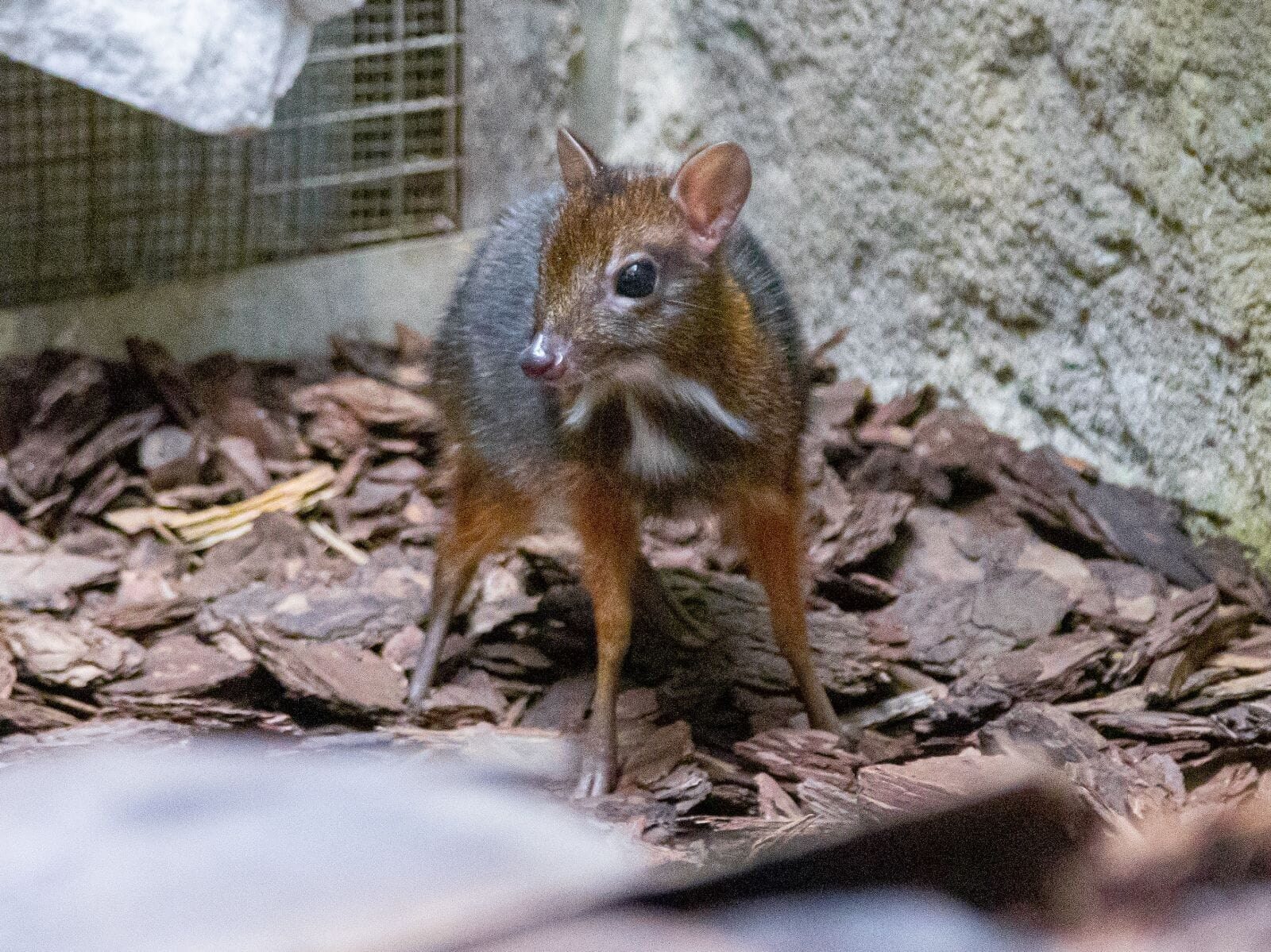 Another Javan chevrolet in the Warsaw zoo.  "Mouse Deer Babyboom"