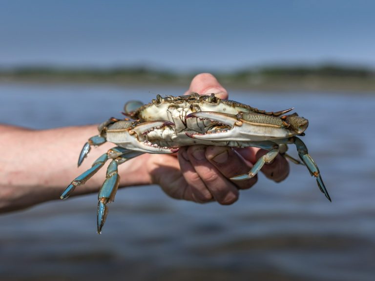 Blue crabs are devastating, so they’ll be on the restaurant menu.  Such a delicacy they want in Italy