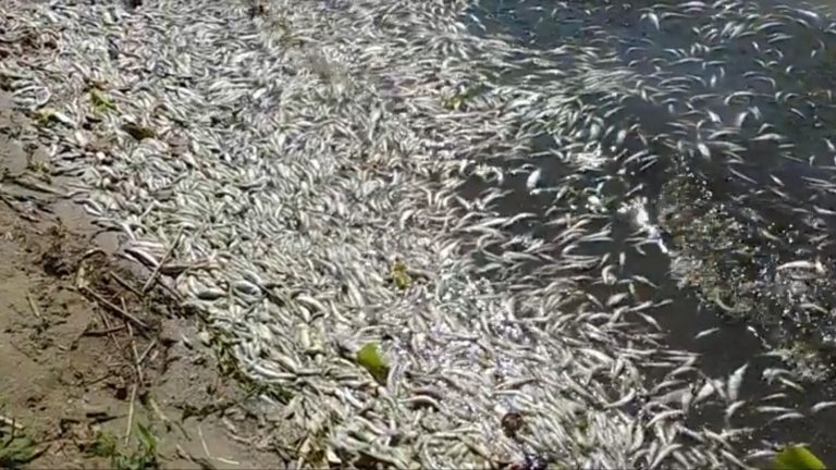 One hundred kilos of dead fish.  Measles dangerous again?