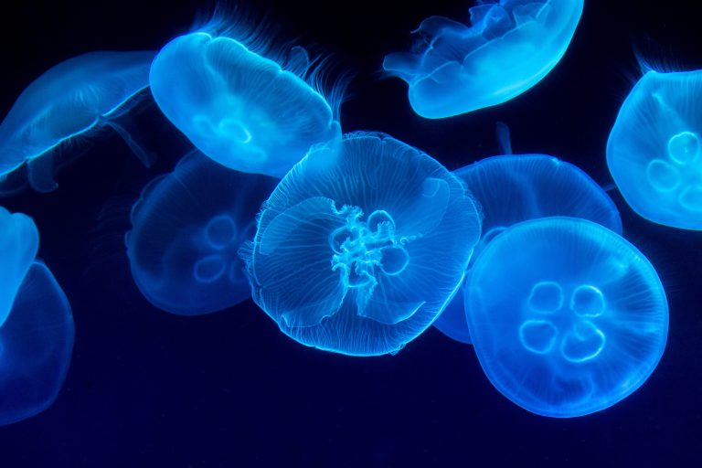 Scientists are sounding the alarm.  An invasion of jellyfish has been observed in the Baltic Sea