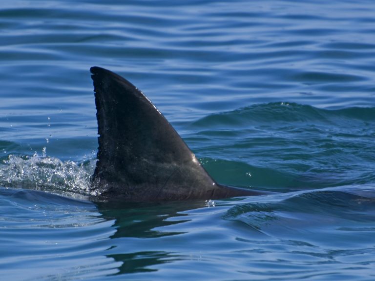 Shark attack on a popular beach.  A tourist is fighting for her life in the hospital