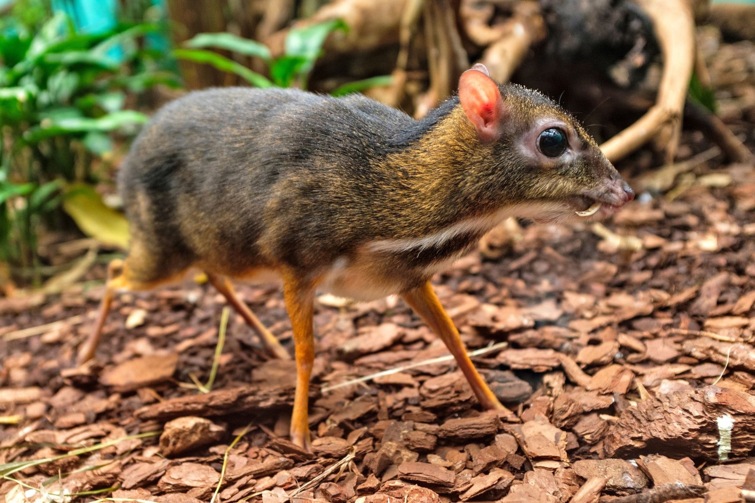 The birth of a mouse deer in the Wrocław zoo.  This is the first such recording in the world