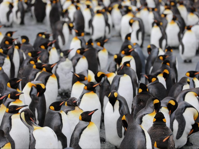 The catastrophic effects of climate change.  Thousands of penguins have died