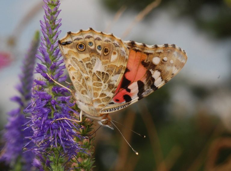 Will we wake up in a world without butterflies?  This should be worrying