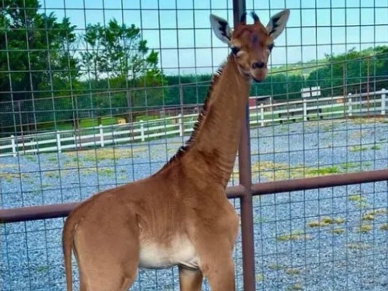 An amazing giraffe was born.  Probably the only one of its kind