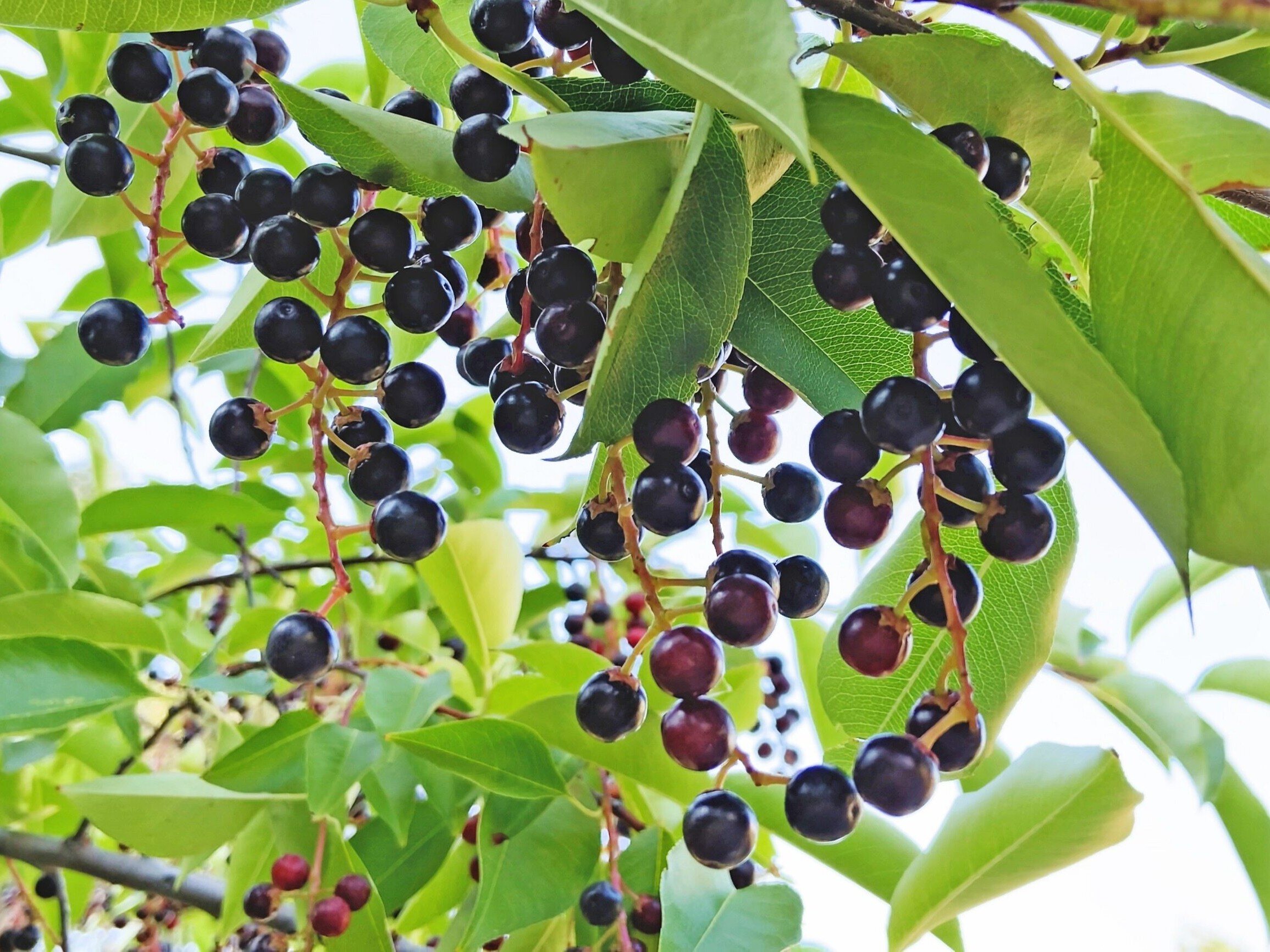 Bird cherry will strengthen immunity and help with infections.  How to make bird cherry syrup?