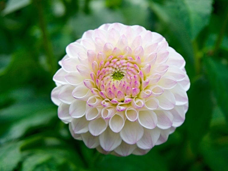 Dahlia has health properties.  Their discovery is a breakthrough in the treatment of a dangerous disease