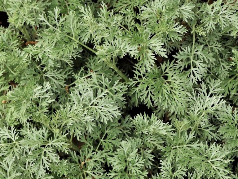 Mugwort Christmas tree – health properties and uses