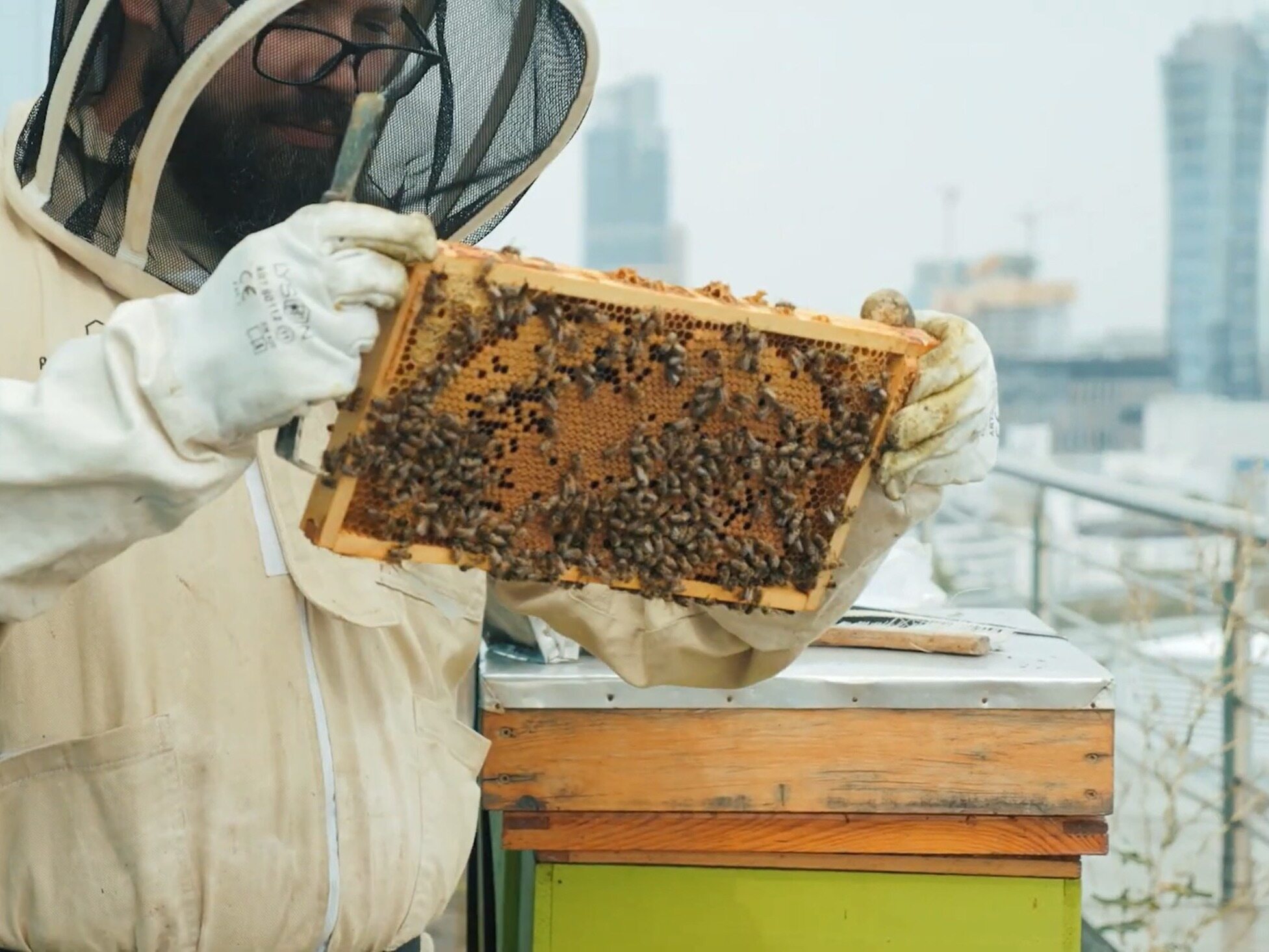 This is how beekeepers obtain honey from urban hives.  "The city is a special place for bees"