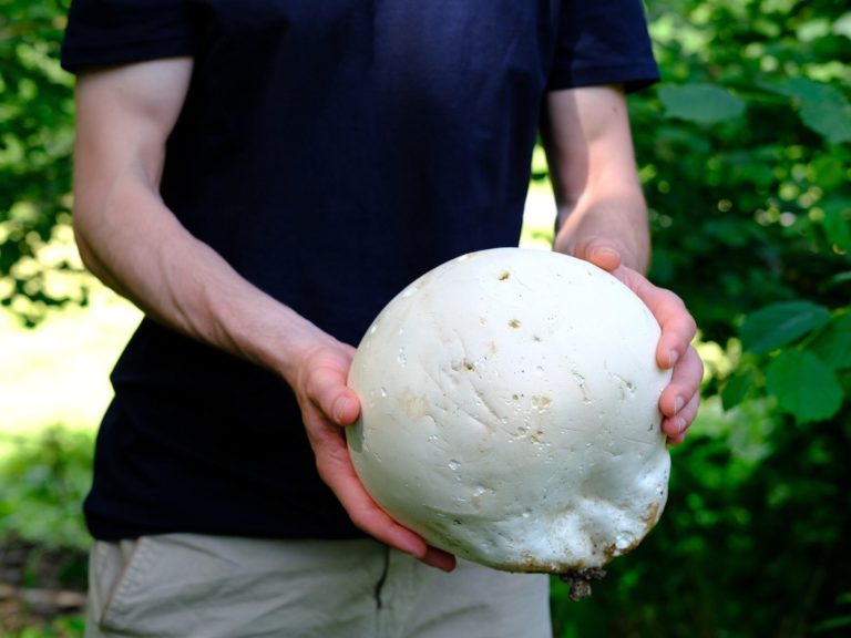 This mushroom is a mushroom picker’s dream.  The giant skullcap looks like a big white ball
