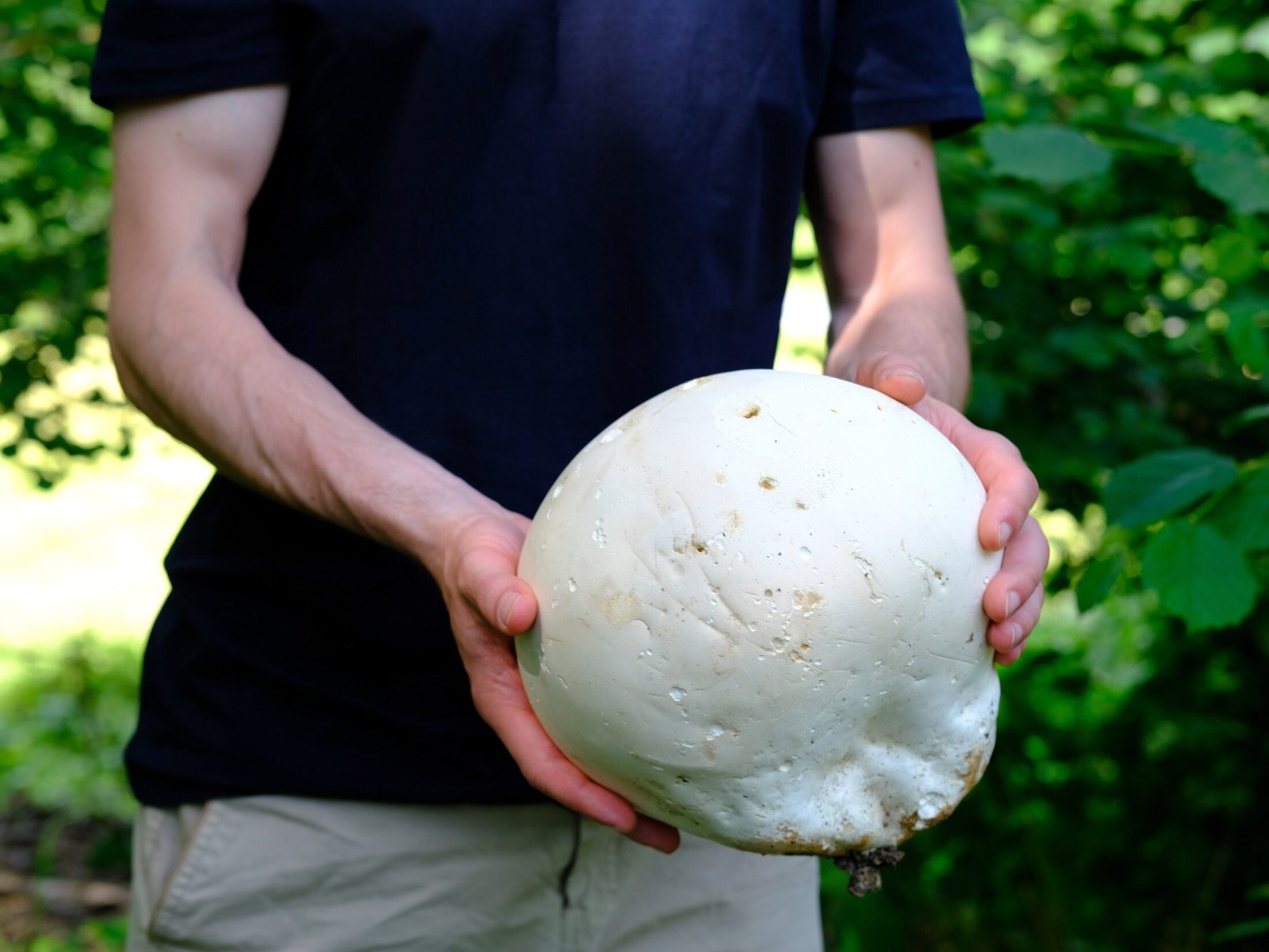 This mushroom is a mushroom picker's dream.  The giant skullcap looks like a big white ball