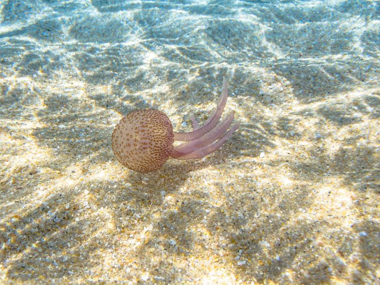 Warnings for tourists in a holiday paradise in Europe.  Dangerous jellyfish have appeared on the coast