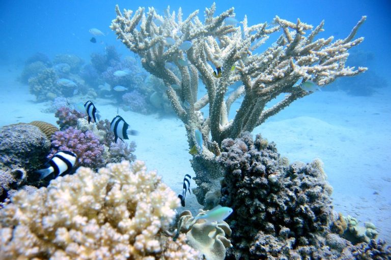 What’s next for coral reefs?  The forecasts are not optimistic