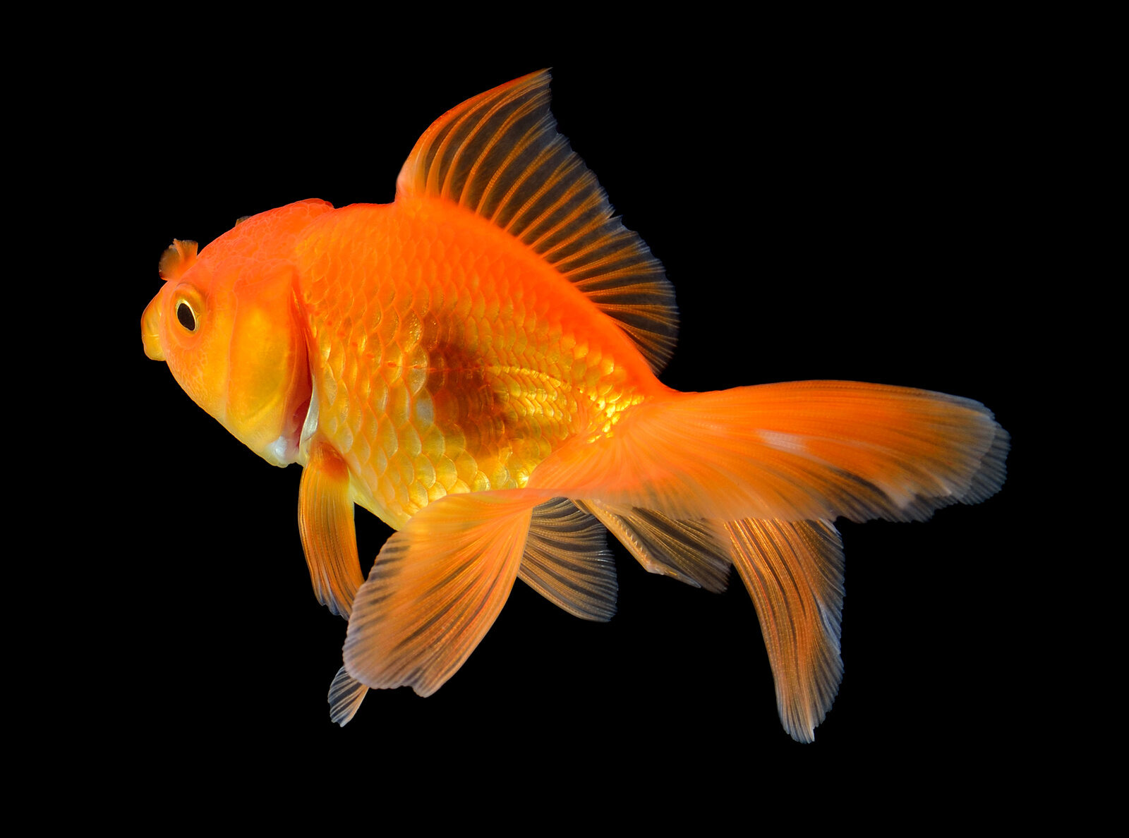 Why should goldfish not be released into ponds and lakes?  These photos explain
