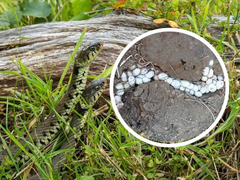 You have to be careful with grass snake eggs.  Now reptiles are born in large numbers in the forest
