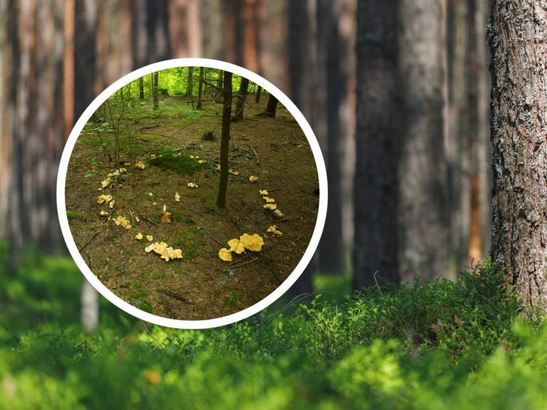 A “devil’s circle” appeared in the Polish forest.  He is mysterious and worries people