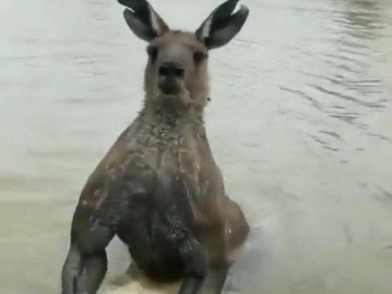 A kangaroo tried to drown his dog.  The MMA fighter had to go into battle