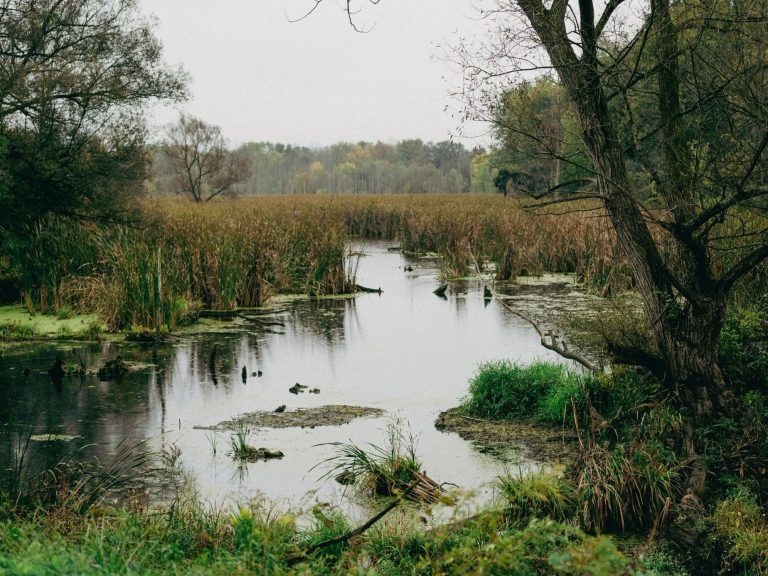 A mysterious “person-animal” in Polish wetlands.  The forest district showed a film