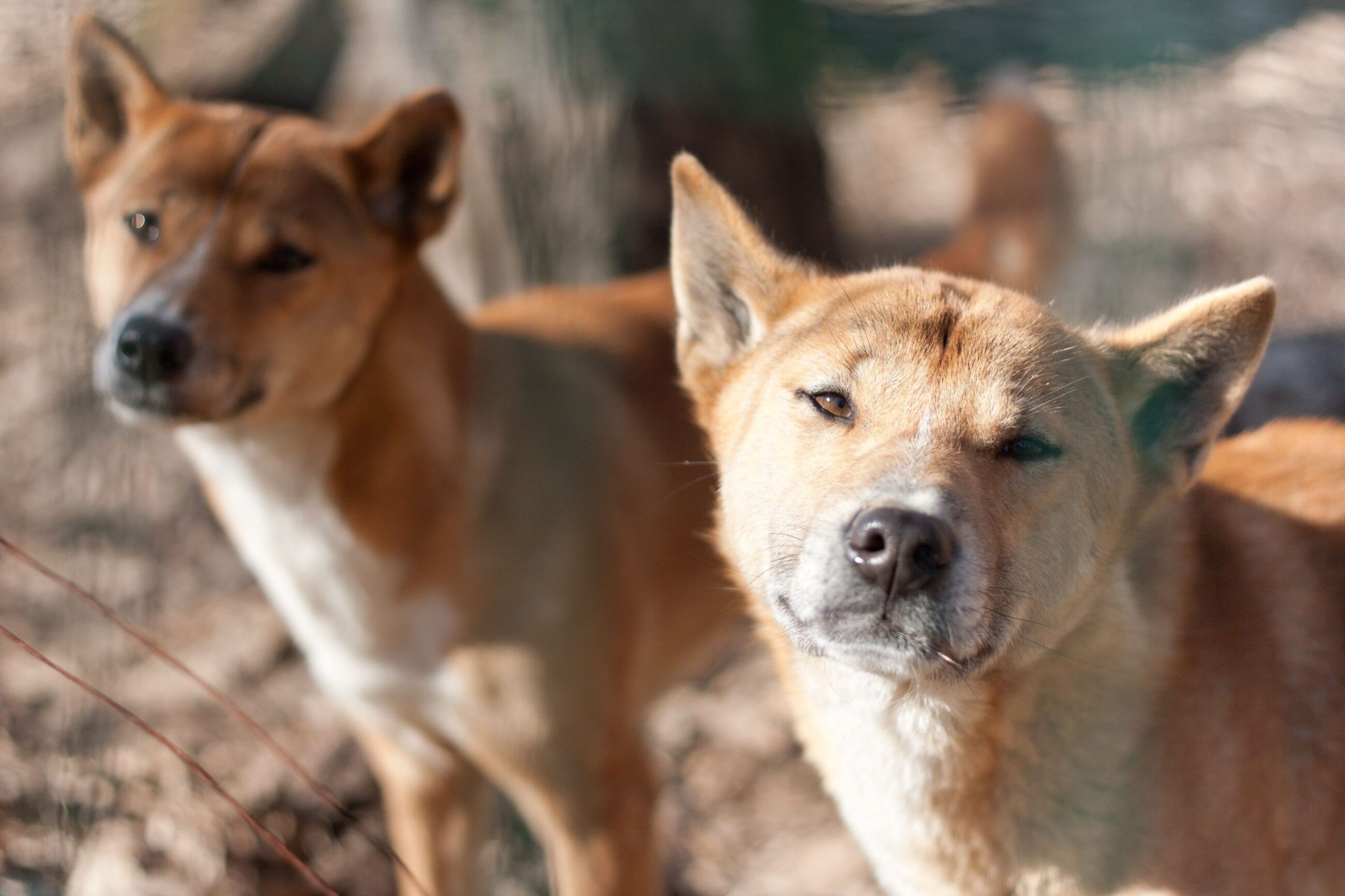 New Guinea Singing Dog Survives in the Wild!  The herd was found after 50 years
