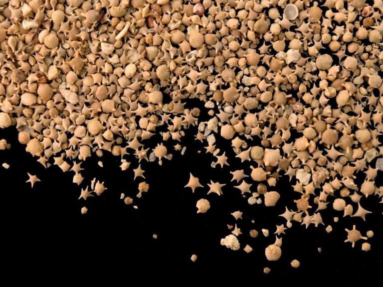 Star sand is conquering the web.  Here you will find beaches that are made of it