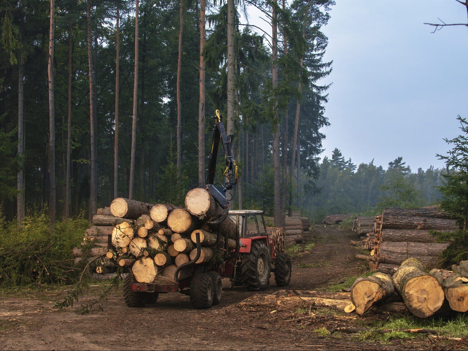 State Forests as the hero of the TVP debate.  How much truth is there in the words about the sale?