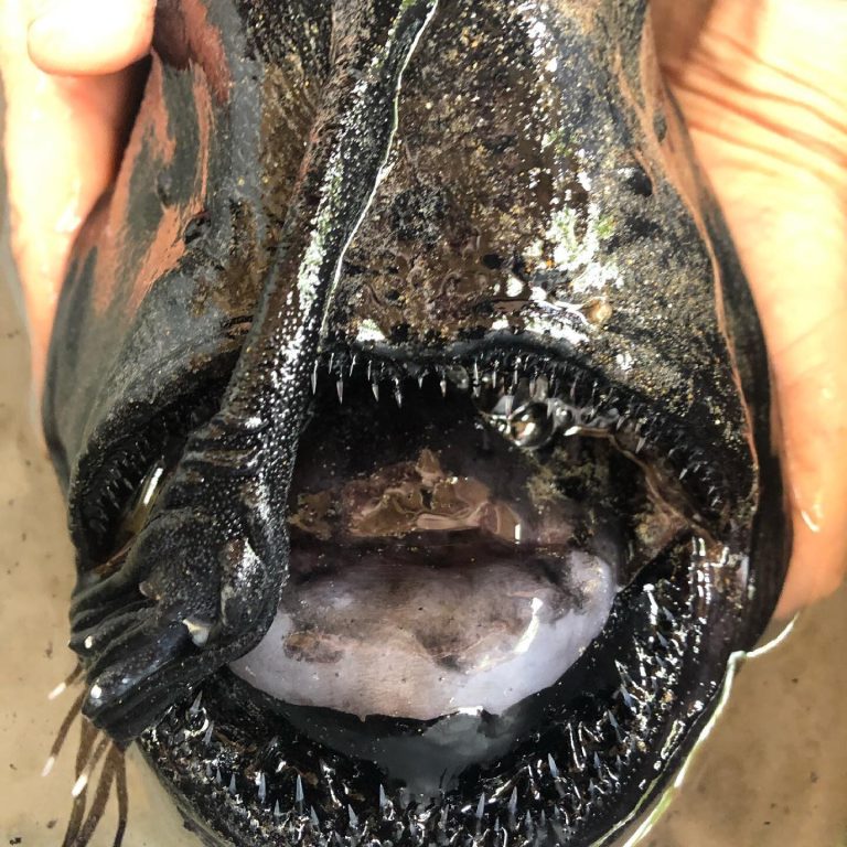 Teeth sharp as glass and a look from hell.  The ocean washed ashore a rare fish