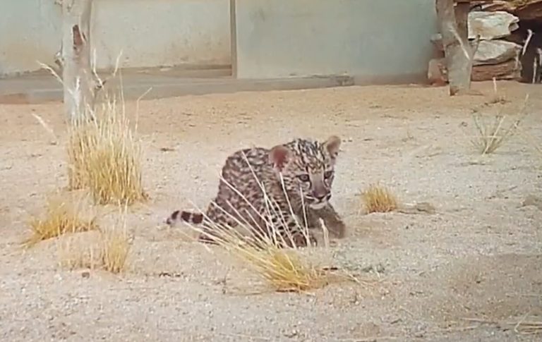 Two Arabian leopards were born at the research center.  It is a “critically endangered” species