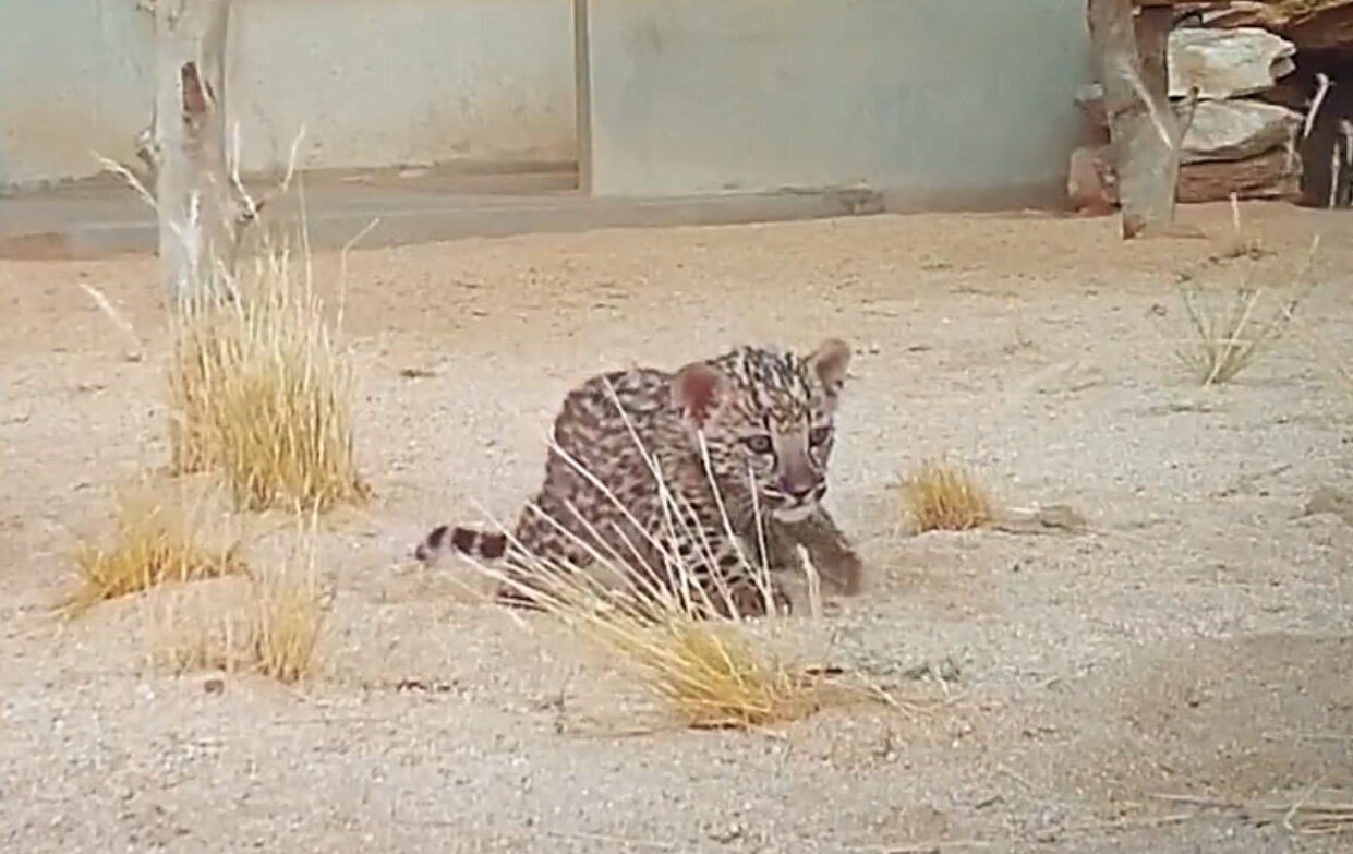 Two Arabian leopards were born at the research center.  It is a "critically endangered" species