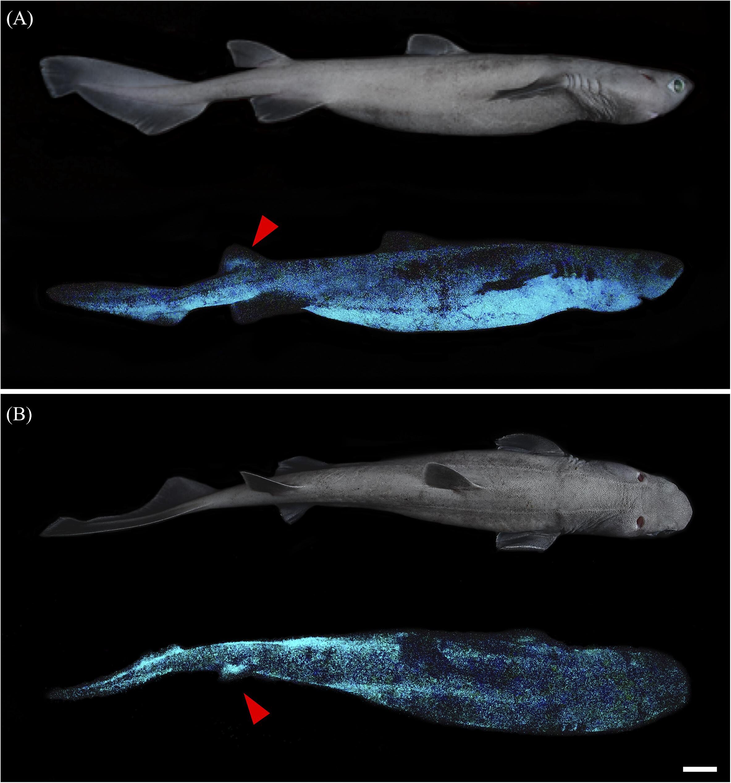 A glowing shark and the largest glowing vertebrate in the world was photographed