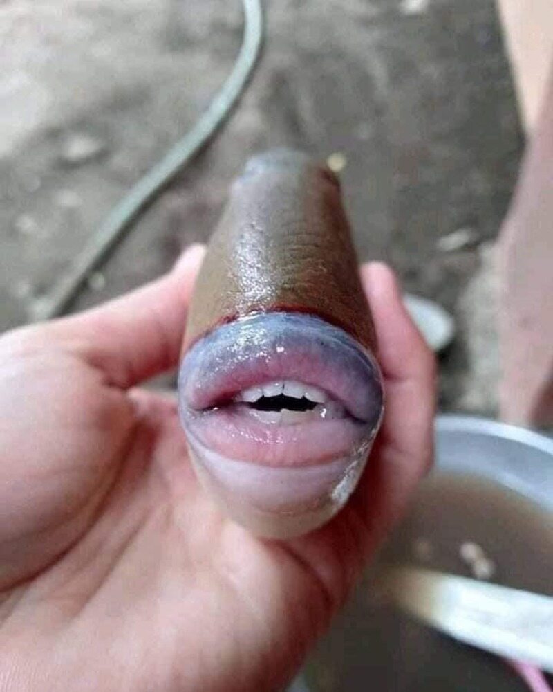 A strange fish fished out of the water.  He has "human" teeth