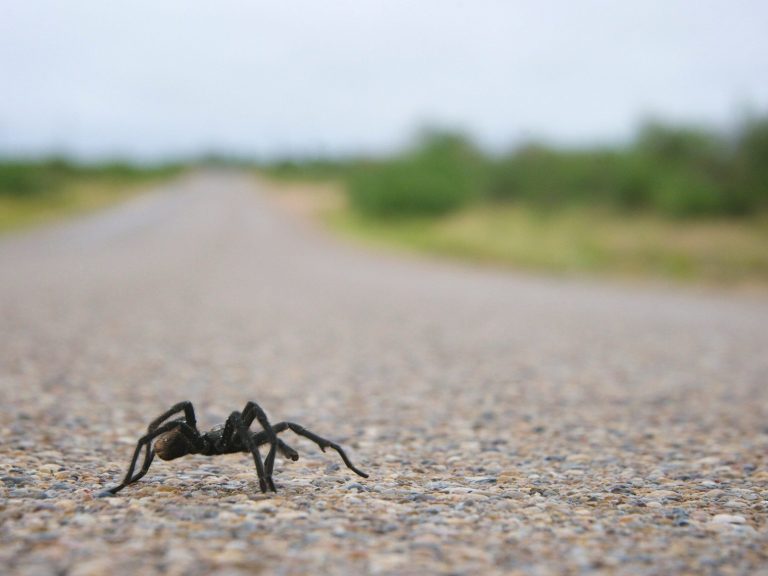 Accident in a famous national park.  The tarantula was to blame