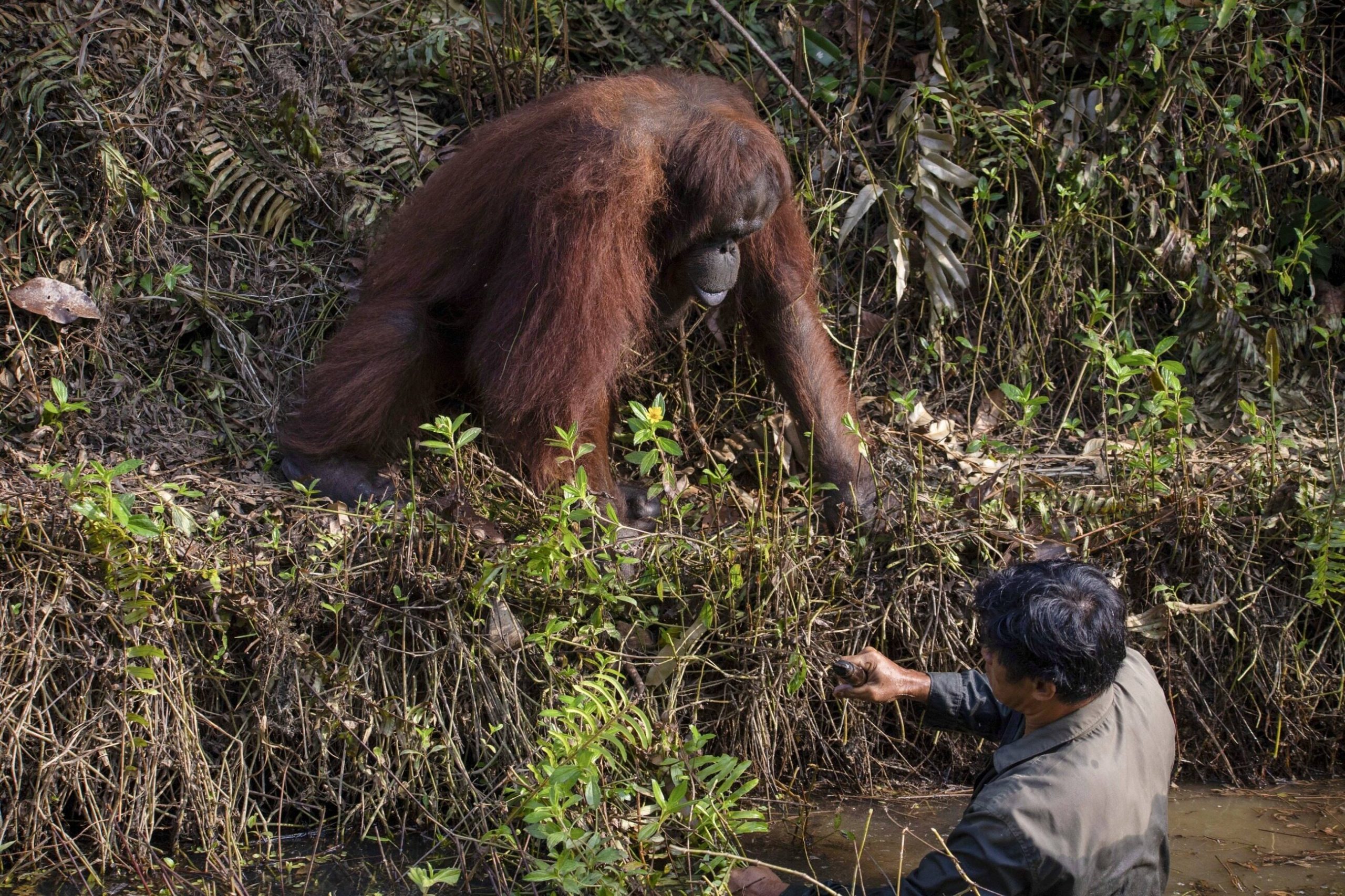 An orangutan extends a helping hand to a human.  A beautiful scene immortalized in the photo