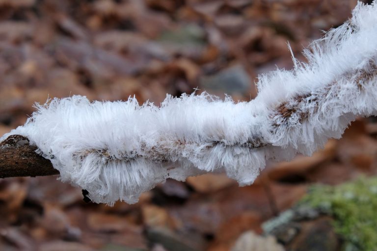 An unusual phenomenon in a Polish park.  Icy hair appeared