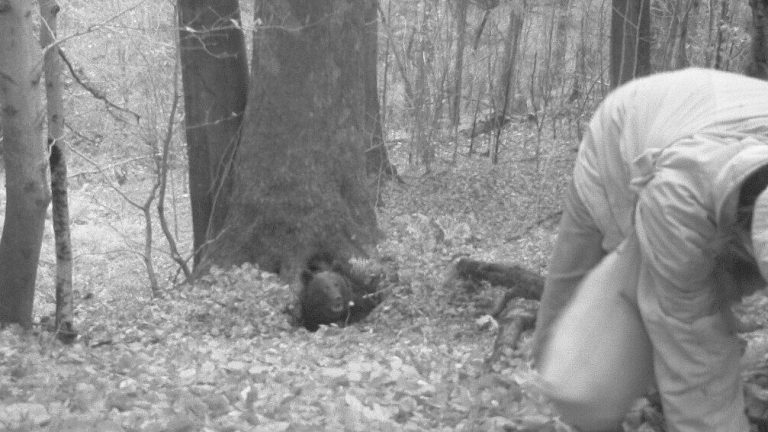 Bear attack in the Bieszczady Mountains.  There are photos from the camera trap