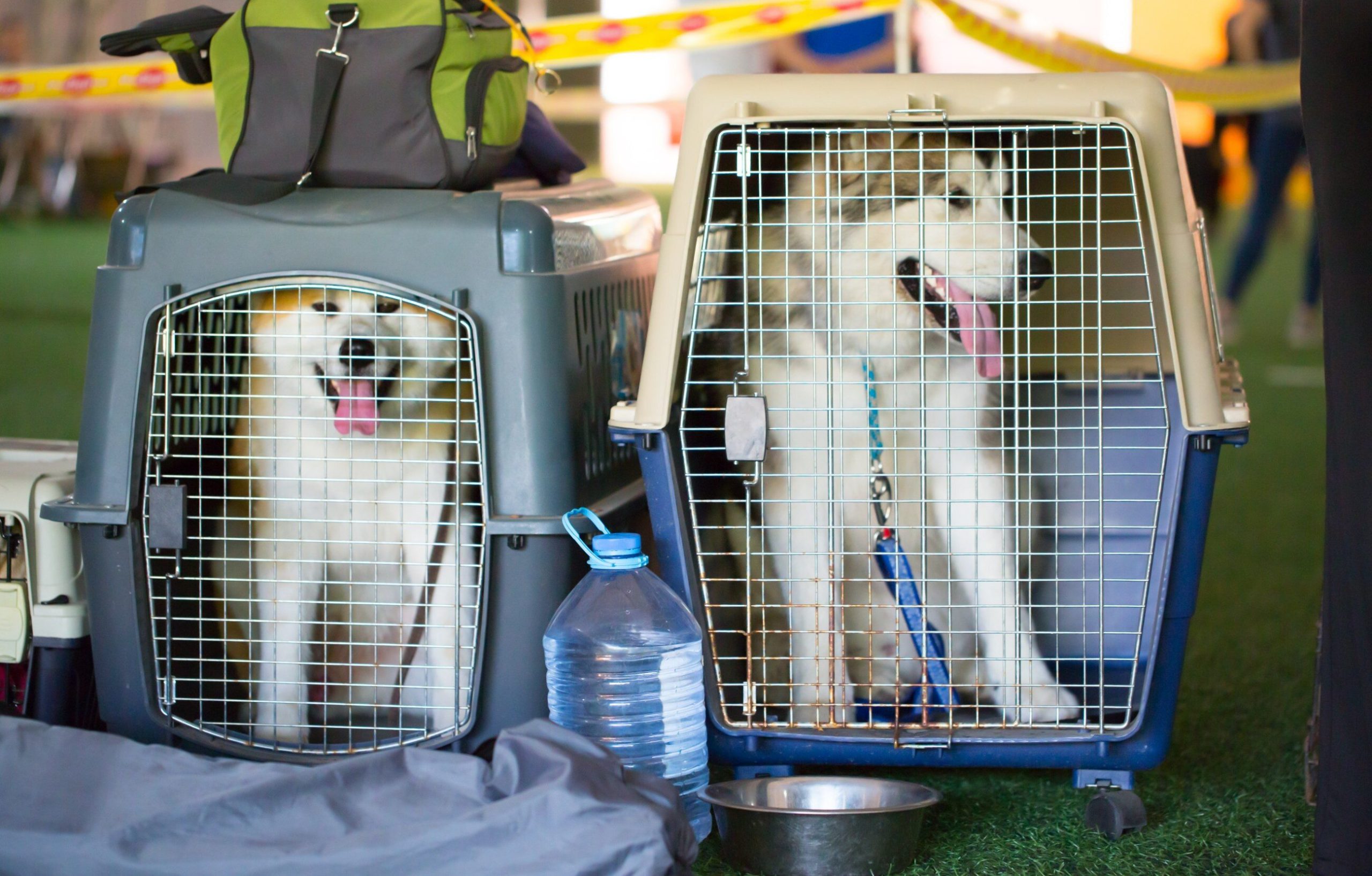 Can a dog travel by plane?  We reveal which airlines accept pets and where our dogs travel most often