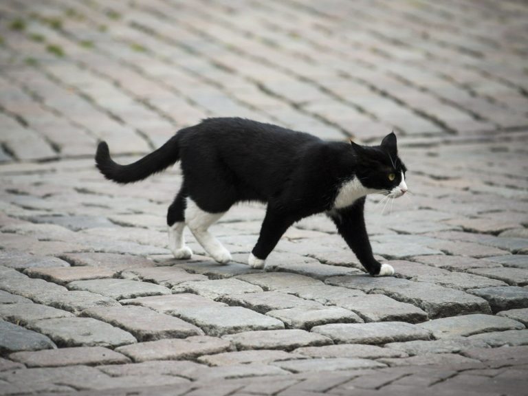 Foreign media write about the Polish cat.  It was a tourist attraction, now it has a new home