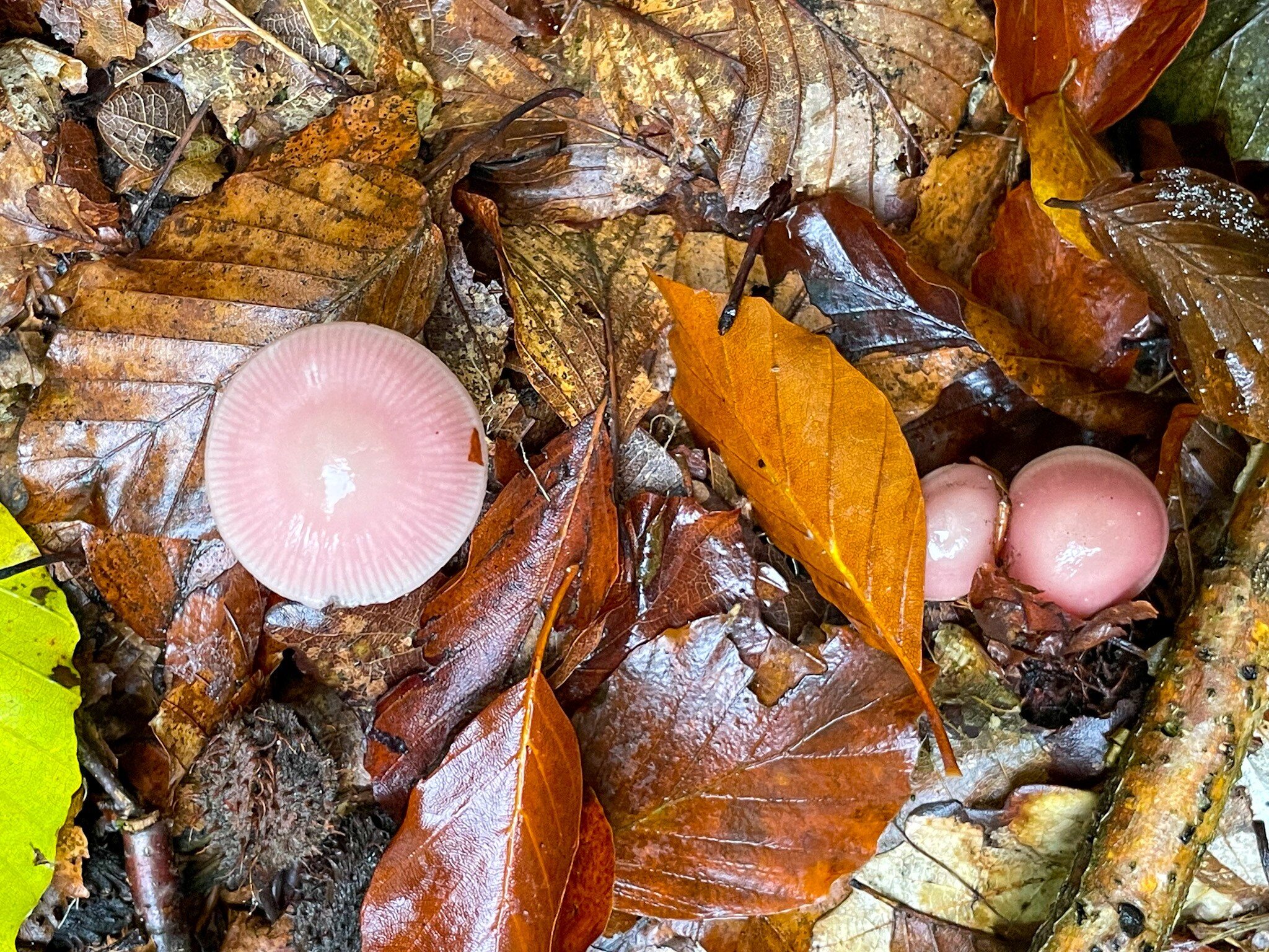 I found pink mushrooms in a Polish forest.  They better not end up in the cart