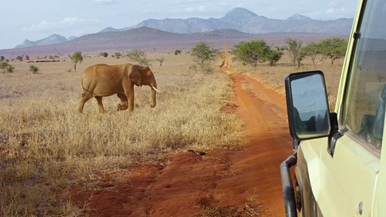 Moments of terror on safari.  A car broke down next to an angry elephant