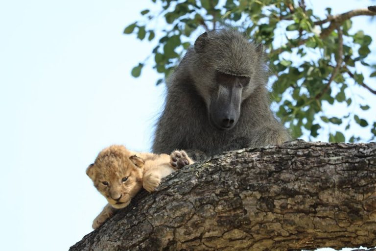 Reality like a scene from “The Lion King”?  Photos of a baboon “taking care” of a baby lion cub have gone viral