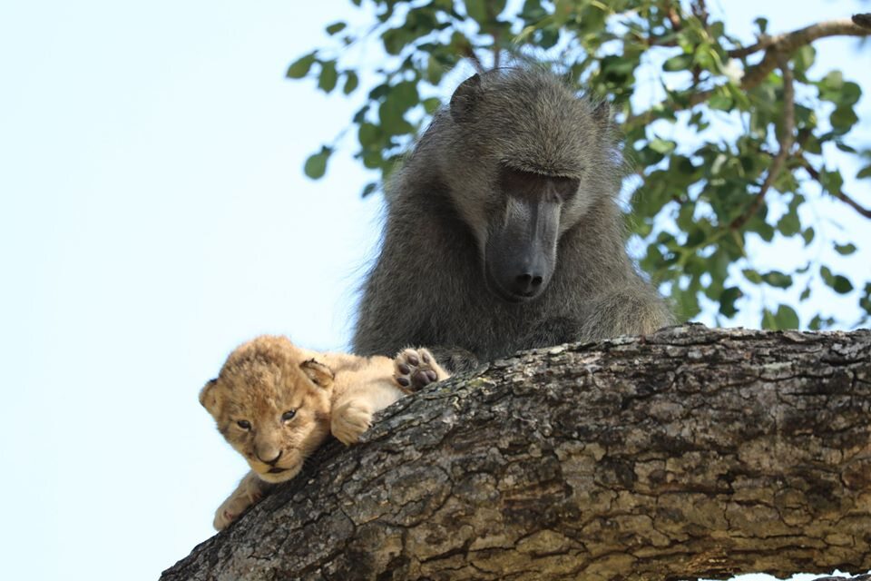 Reality like a scene from "The Lion King"?  Photos of a baboon "taking care" of a baby lion cub have gone viral