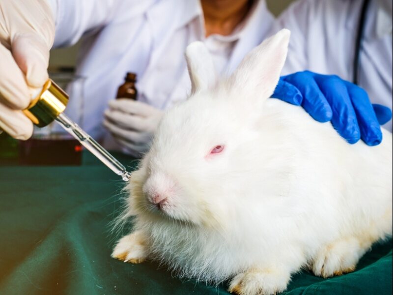 Testing cosmetics on animals.  Europeans want to stop this practice