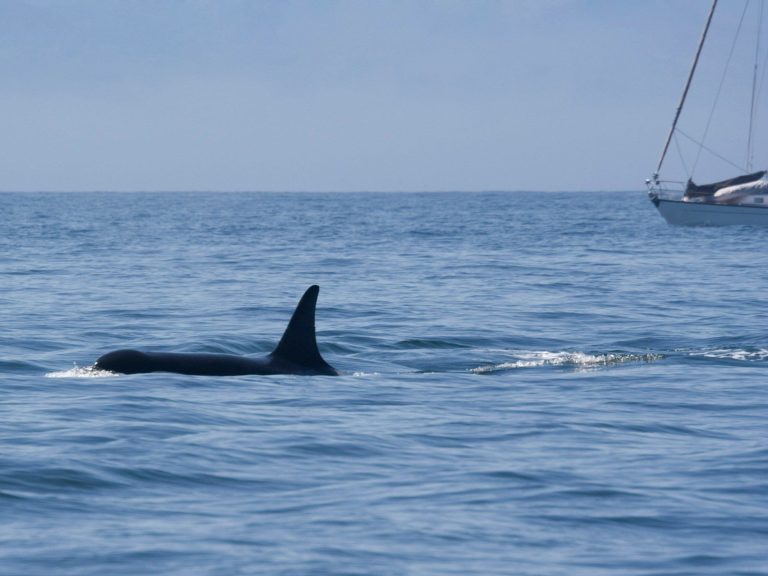 The Polish yacht was attacked by killer whales.  The boat sank in the Mediterranean Sea