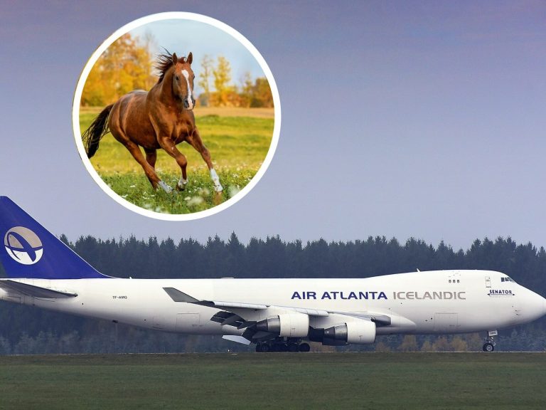 They had to turn the plane around.  All because of the horse on board