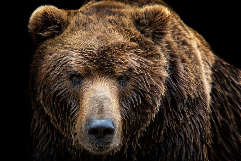 A bear killed a tourist in a national park.  The 42-year-old died on the spot