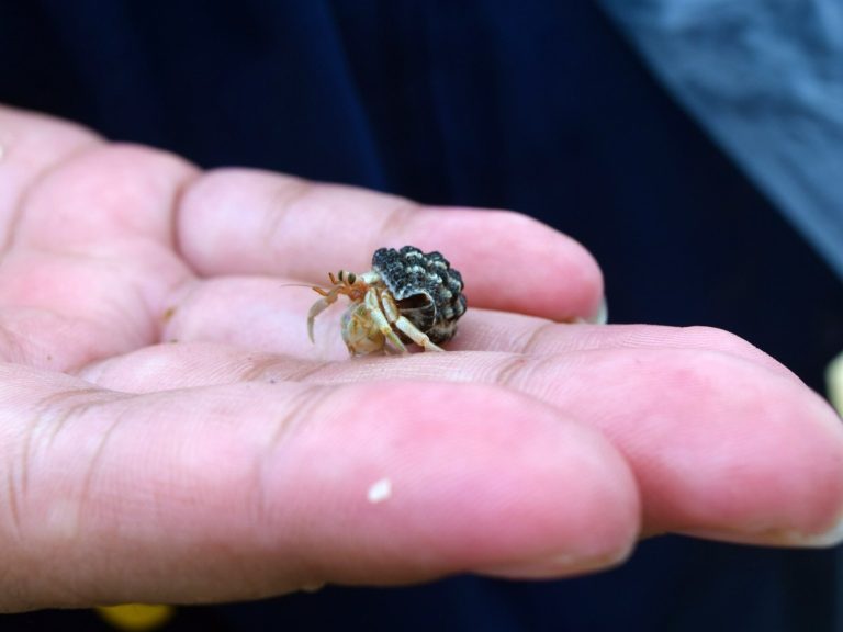 A spider nested in a tourist’s finger.  Such a holiday souvenir is rare